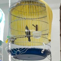 full bộ tía ô chuyền hót siêng