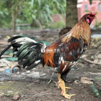 1kg5 Tơ Zin GL - 1kg5 Tơ Zin Hoạt GL - Inbox, Kb Zalo Biết Thêm Chi Tiết  