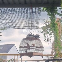 Bộ chào mào thi tuần,cafe bao ngọt