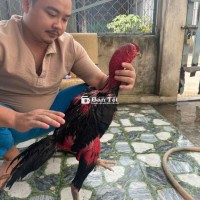 Gà Đòn Ô & Gà Đúc VIP Cần Tìm Chủ Mới