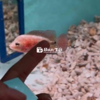 Khỉ Đỏ Nhí - Ngón cái - Bao Trống