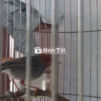 Sâu đầu đỏ 4 tháng lồng