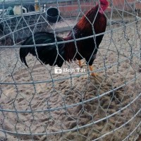 Cặp gà 3kg5 vs 2kg1