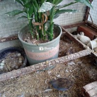 Bán đàn gà rutin