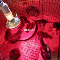Chia gà giống Peru rặc có hình cha mẹ