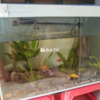 Thanh lý hồ cá giá rẻ, dọn nhà cần bán gấp!