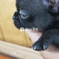 Chihuahua đực full đen - May mắn tài lộc
