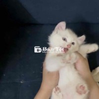 Mèo Mỹ Tai Xoắn Hồng - Bé Gái Dễ Thương Cần Tìm Chủ Yêu Thương