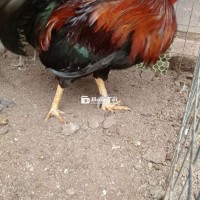 Bán/Giao lưu Gà Mỹ Rặc & Gà F1