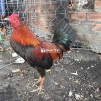 cặp gà que 1kg350 khô long thanh lý
