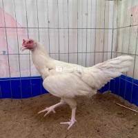 Mái Bướm Thái Mỹ Tơ 2kg4
