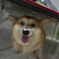 cần tìm nhà mới cho em nó vì bận ko chăm dc ạ