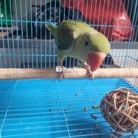 Chim to con,biết ăn hạt còn ăn bột