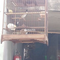 Chim Chào Mào Cả Bộ, 2 Mùa To Con, Hầu Bò, Lọt Giọng Mái, Thanh Lý Cả Bộ 1 Triệu, Lồng Tre Già, Chim Đẹp, Chất Lượng Cao