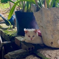 Tìm chủ mới cho bé