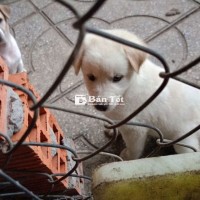 Tìm Chủ Cho 2 Bé Chó Đã Sổ Giun, Ăn Mạnh, Giới Tính Cái  