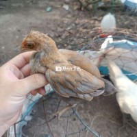 80k/con tính tới