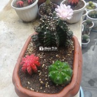Chậu xr trang trí mix dễ thương đang ra hoa nhiều