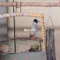 Mồi Trần Bông Lau - Dòng Chim Hay Hót, Khỏe Mạnh, Dễ Nuôi  