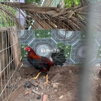 Thanh lý gà do công ty cần giải thể