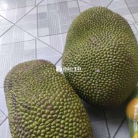 Mít nhà trồng