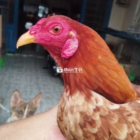 Bán Mã Lại Khét Cuba 1kg250 - Gà Đá Đẳng Cấp