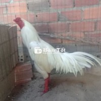 Bướm 3K4 - Lên Con Bướm Trang 3K4 Tay Tốt  