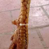 Gà Ua To Hiện 3kg - Gà Tơ Mới 7 Tháng - Liên Hệ Ngay!
