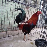 Điều chân trắng 2 cựa đen