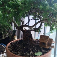 Cây Sam Tàn Đa Cổ Thụ  
