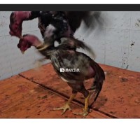 bán gà đòn tơ 2,8kg .có ship xa