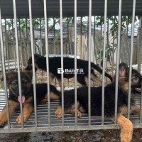 Đàn Becgie Thuần Chủng (Khung To Khủng) - Becgie Con 3 Tháng Tuổi Trên 7kg  