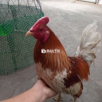 Chơi liền Mẻ đá cựa đá tốc độ 1,5kg khôn gà.