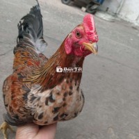 Mẻ gà siêu đam đá cựa lì cần tìm chủ!