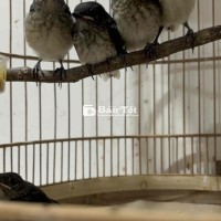 Tổ choè 5 con lớn gốc đại lộc