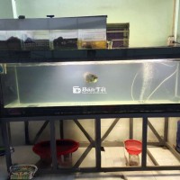 Hồ 2m + Cá rồng nuôi 3 năm Giá Thanh Lý