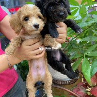Cần Tìm Sen Cho 2 Bé Poodle Nhỏ Siêu Đáng Yêu  