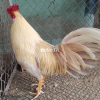 Khét sữa mồng chà