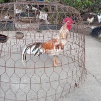 Gà chơi kiểng