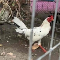 Gà tơ mới vô kẹt chuồng thanh lý cho anh em