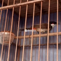 Bổi bẫy đấu gần 2tháng lồng