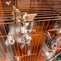 Cho Mèo Con Miễn Phí – KHÔNG BÁN  