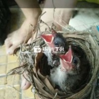 Chim chào chảo vàng còn trông ổ trên cây tới nhà