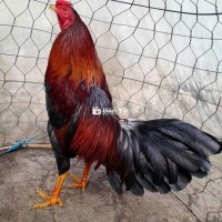 Điều tốc độ 3kg2