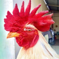 bướm siu 3.1 ký