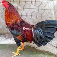2kg7 cán đồ chơi vip