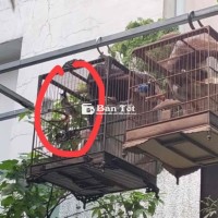 Thanh lý chim thi tuần ổn định
