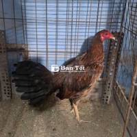 Gà nọc Cuban 1kg6