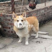 Chó Đực Corgi Đã Thiến 1 Tuổi, Ngoan Hiền, Cần Tìm Chủ Mới  