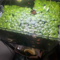 Q7 cho tặng bèo nhật ——— góc xin ốc thả hồ